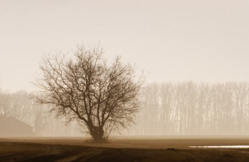 Tree Silhouette In Fog PosterPrint - Item # VARDPI1785181