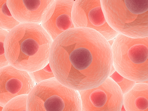 Microscopic view of animal cell Poster Print - Item # VARPSTSTK700854H