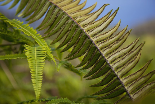 Hawaii, Maui, Waihee, A closeup of green fern with seeds. PosterPrint - Item # VARDPI2116221