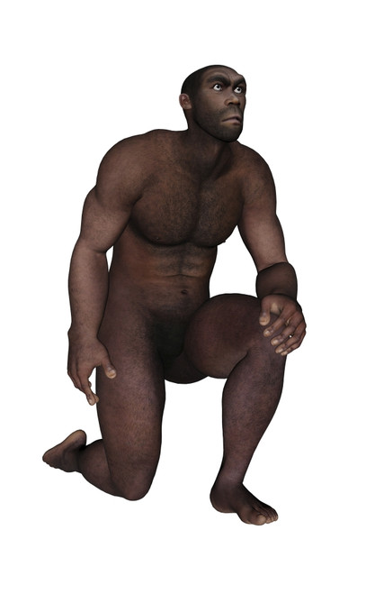 Male homo erectus kneeling, white background Poster Print