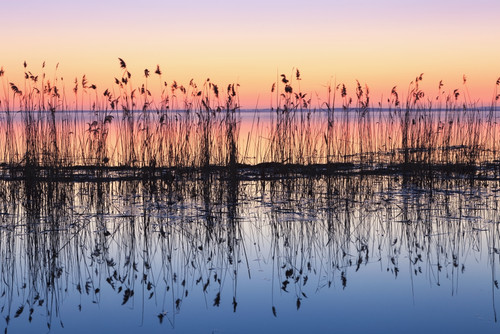 Reeds Reflected In Water At Dusk; Ile Saint-Bernard Quebec Canada PosterPrint - Item # VARDPI2092141