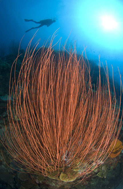 Red whip fan coral with diver, Kimbe Bay, Papua New Guinea Poster Print - Item # VARPSTSJN400081U