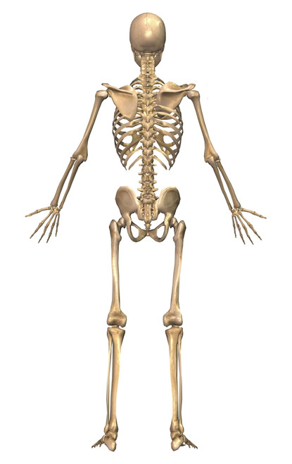 Human skeletal system, back view Poster Print - Item # VARPSTSTK700159H