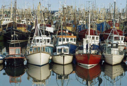 Kilkeel, Co Down, Ireland; Rows Of Boats In A Harbour PosterPrint - Item # VARDPI1836987