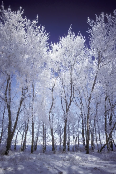 Frost And Snow Covered Trees PosterPrint