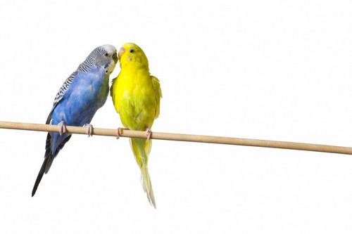 Two Budgies On A Perch PosterPrint