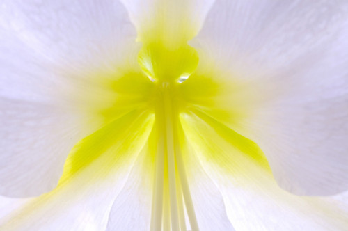 Close-Up Of Flower Center, Quebec, Canada PosterPrint - Item # VARDPI1852207