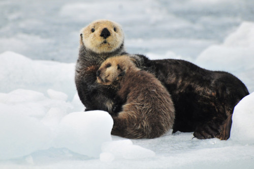 Sea Otter Mother And Pup Rest On An Ice Floe At Harvard Glacier In Prince William Sound, Southcentral Alaska, Summer PosterPrint - Item # VARDPI2101003