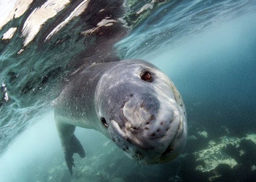 Facial view of a leopard seal during a close encounter, Astrolabe Island, Antarctica Poster Print - Item # VARPSTSJN400598U
