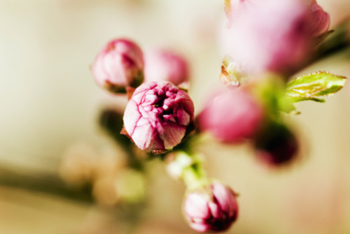 Close-up of Pink Budding Flower PosterPrint - Item # VARDPI1976362