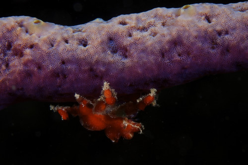 Cryptic Teardrop Crab on purple sponge, Bonaire, Caribbean Netherlands Poster Print - Item # VARPSTTMO400158U