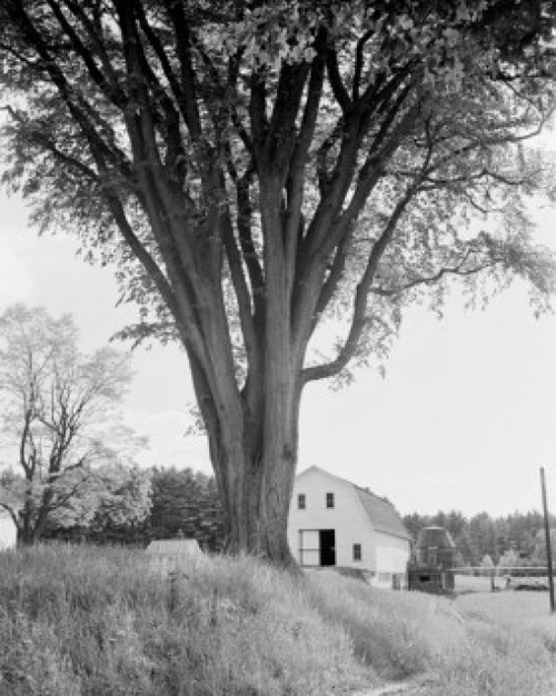 USA  New Hampshire  Conway  Largest Elm tree in New England Poster Print - Item # VARSAL255422784