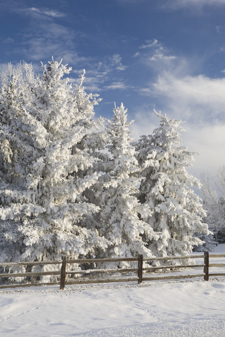 Calgary, Alberta, Canada; Snow Covered Evergreen Trees And A Wooden Fence PosterPrint - Item # VARDPI1875365
