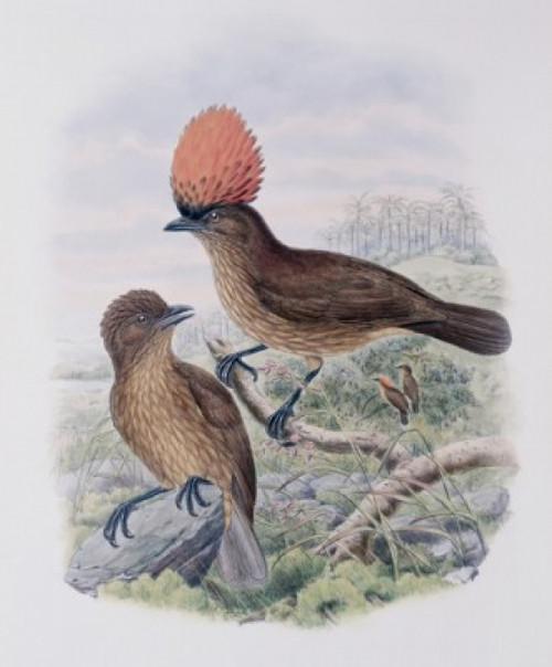 Orange-crested Bower-bird John Gould Poster Print - Item # VARSAL900140756