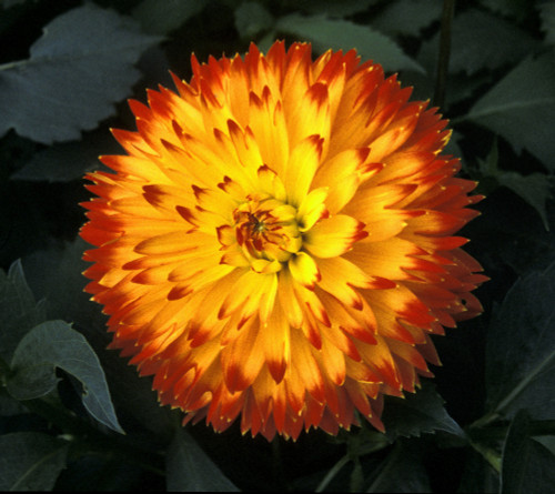 A Chrysanthemum Bloom PosterPrint - Item # VARDPI1776530