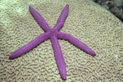 Indonesia, Pink Sea Star On Brain Coral PosterPrint - Item # VARDPI2003391
