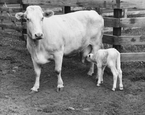 Brown Swiss calf feeding from its mother Poster Print - Item # VARSAL2553994