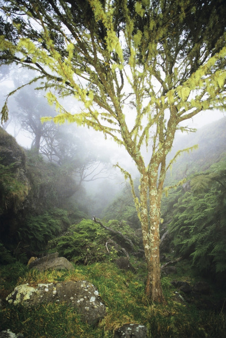 USA, Hawaii, Maui, Foggy Scenic; Kaupo, Lush Greenery, Tree With Moss Growth PosterPrint - Item # VARDPI1976871