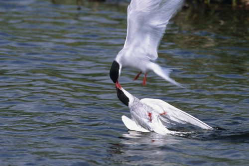 Arctic Terns Displaying Mating Behavior At Potter Marsh During Spring In Southcentral Alaska. PosterPrint - Item # VARDPI2099321