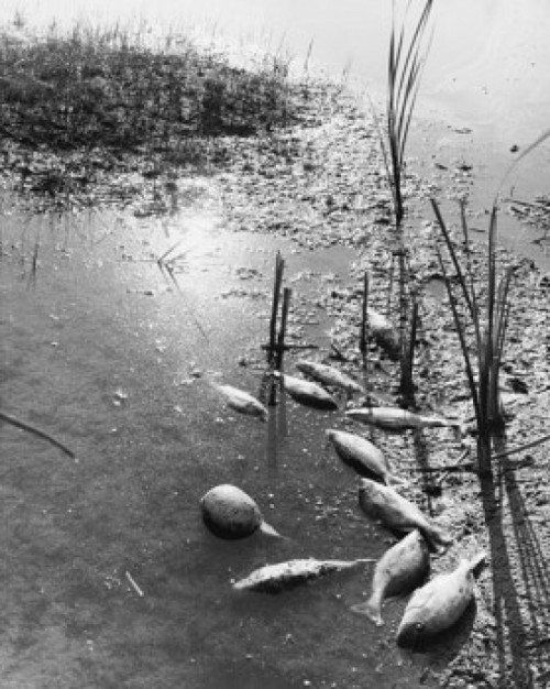 School of dead fish in a marsh Poster Print - Item # VARSAL25539649