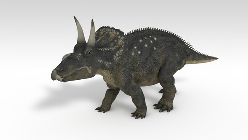 Triceratops dinosaur, white background Poster Print - Item # VARPSTKVA600702P