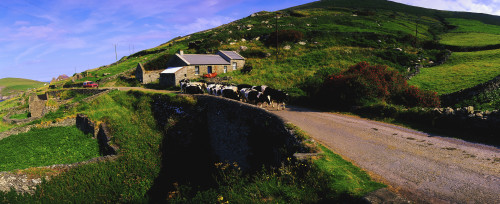 Slea Head, Dingle Peninsula, Co Kerry, Ireland; Friesian Cattle On A Road PosterPrint - Item # VARDPI1804369