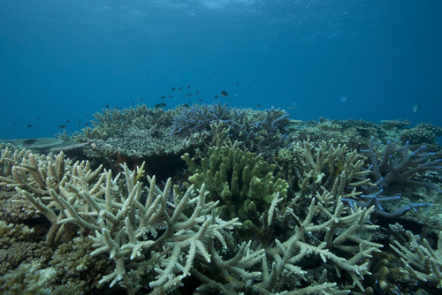 Healthy corals cover a reef in Beqa Lagoon, Fiji Poster Print - Item # VARPSTTMO400420U