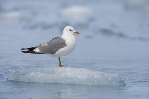 Mew Gull Adult On An Iceberg, Prince William Sound, Southcentral Alaska PosterPrint - Item # VARDPI2139059