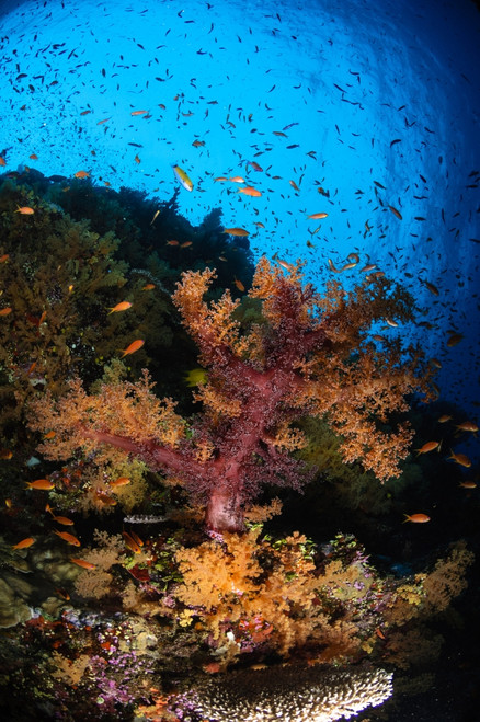 Soft coral seascape, Fiji Poster Print - Item # VARPSTTSW400094U
