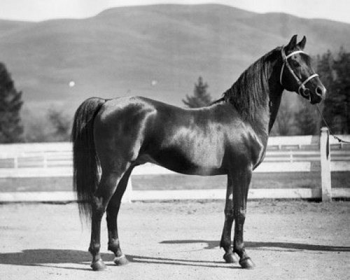 Side profile of a horse standing in a corral Poster Print - Item # VARSAL25532270