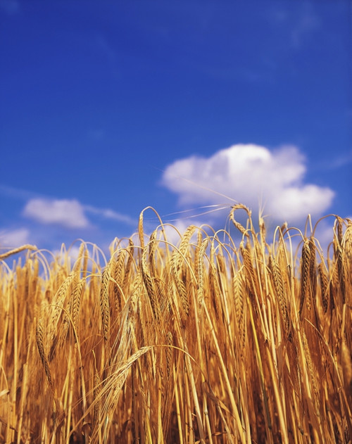 Co Carlow, Ireland; Barley PosterPrint - Item # VARDPI1802243