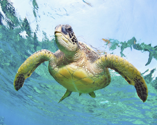 Hawaii, Green Sea Turtle (Chelonia Mydas) An Endangered Species. PosterPrint - Item # VARDPI1975175