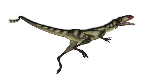 Dilong dinosaur jumping, white background Poster Print - Item # VARPSTEDV600181P