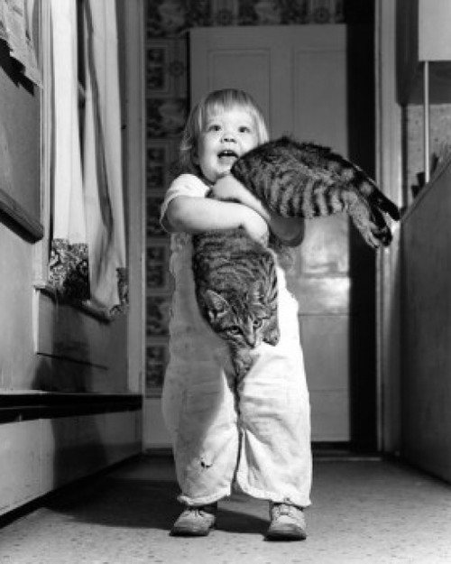 Little boy holding cat Poster Print - Item # VARSAL255416094