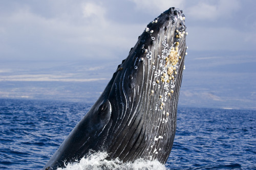 USA, Hawaii Islands, Humpback Whale Breaching; Maui PosterPrint - Item # VARDPI1974177