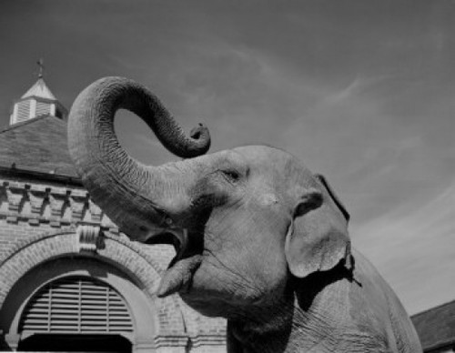 USA  Louisiana  New Orleans  Elephant in zoo Poster Print - Item # VARSAL255420683