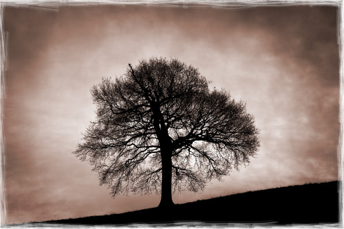 Tree Against A Stormy Sky PosterPrint - Item # VARDPI1823076