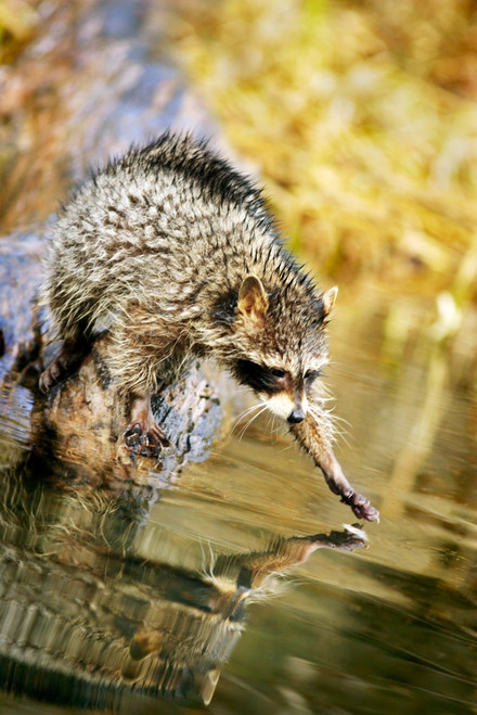 Raccoon Fishing PosterPrint - Item # VARDPI1793382