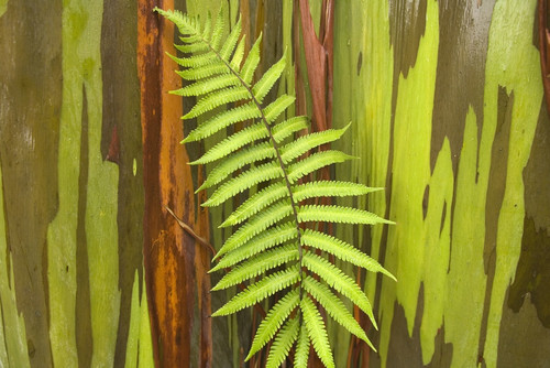 Hawaii, Maui, Hana, Fern And Rainbow Eucalyptus Tree. PosterPrint - Item # VARDPI1978691