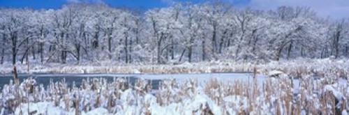 Winter in Illinois Poster Print by Panoramic Images (37 x 12) - Item # PPI71365