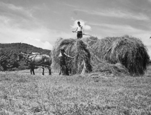 Two farmers loading hay on a horse cart  Vermont  USA Poster Print - Item # VARSAL25530536