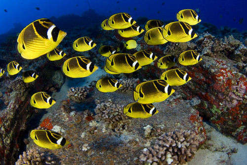 USA, School of Raccoon Butterflyfish (Chaetodon Lunula); Hawaii PosterPrint - Item # VARDPI1978033