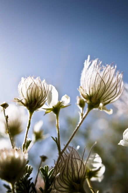 Close-Up Of Fuzzy White Flowers Reaching Toward Bright Sky PosterPrint - Item # VARDPI1975438