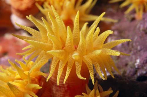 Hawaii, Stony Cup Coral (Tube Coral) Close-Up Detail PosterPrint - Item # VARDPI2001978