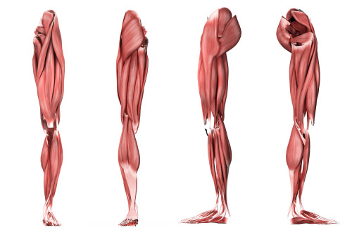 Medical illustration of human leg muscles, four side views Poster Print - Item # VARPSTSTK700340H