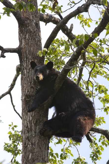 Captive Black Bear In A Cottonwood Tree At The Alaska Wildlife Conservation Center, Near Portage, Southcentral Alaska PosterPrint - Item # VARDPI2149847