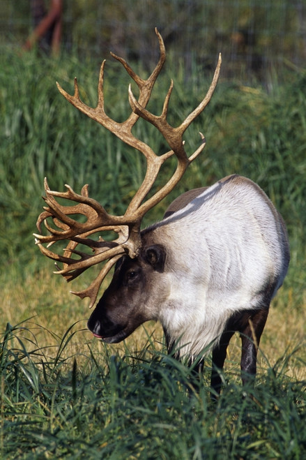 Captive Bull Caribou Standing In The Fall Grass At The Alaska Wildlife Conservation Center In Southcentral Alaska. PosterPrint - Item # VARDPI2093990
