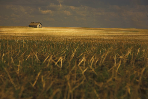 Tofield, Alberta, Canada; An Old Barn In A Field PosterPrint - Item # VARDPI1874726
