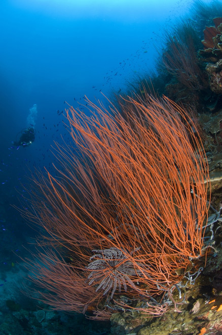 Colony of red whip fan coral with diver, Kimbe Bay, Papua New Guinea Poster Print - Item # VARPSTSJN400088U