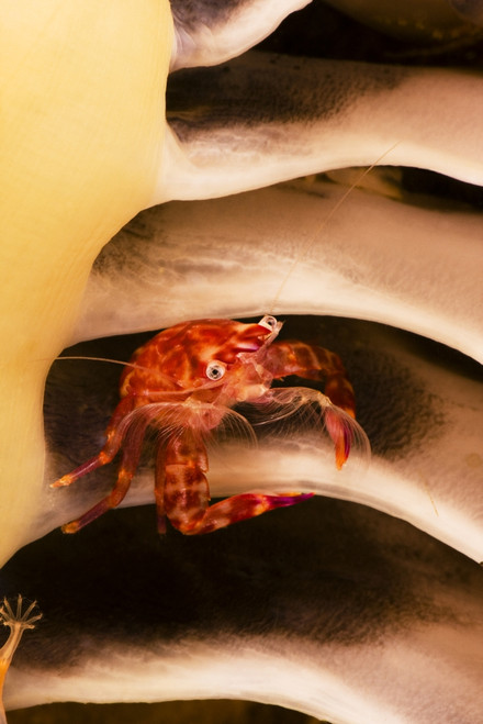 Indonesia, Pictured On Seapen; Komodo, Porcelain Crab PosterPrint - Item # VARDPI1974004